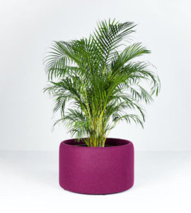 BuzziPlanter